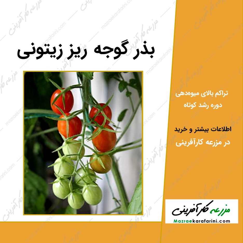 بذر گوجه ریز زیتونی 09915131382