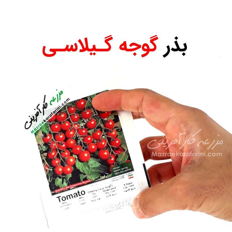 بذر گوجه گیلاسی در بازار کشاورزی آنلاین مزرعه کارآفرینی