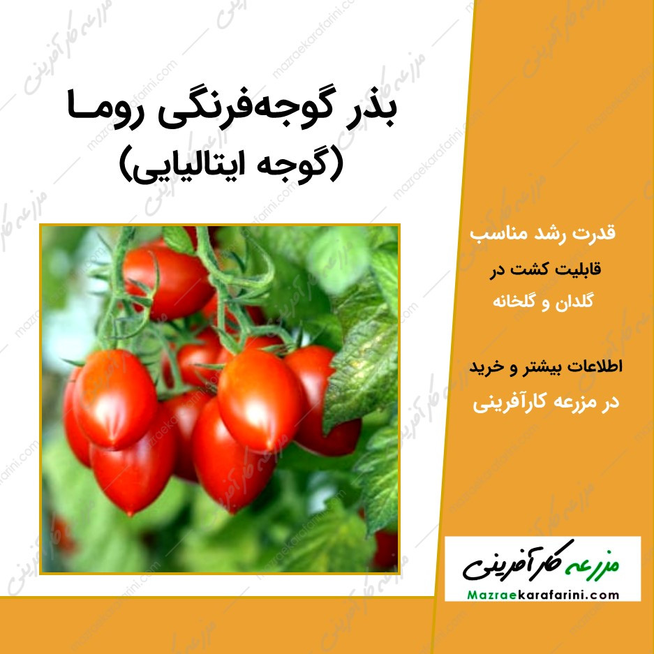 بذر گوجه ایتالیایی 09915131382